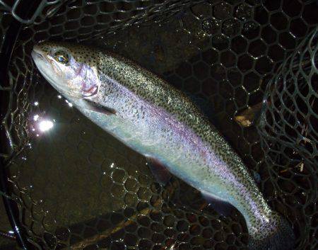 大安トラウトレイク 釣果