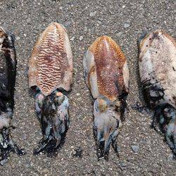 コウイカエギング