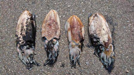 コウイカエギング