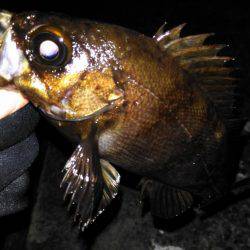 鳴門メバリング