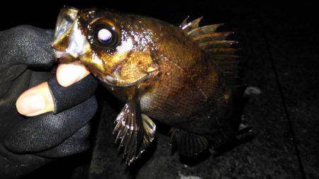 鳴門メバリング