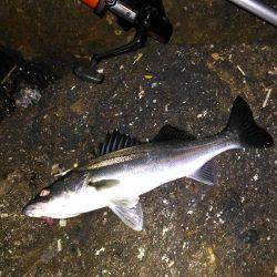 投げ釣りでシーバス