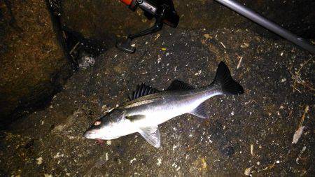 投げ釣りでシーバス