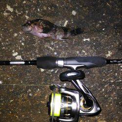 鳴門メバリング