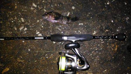 鳴門メバリング