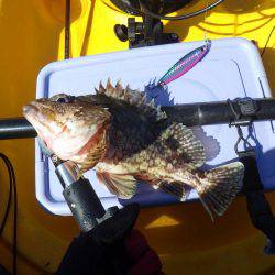 ジギング　ガシラ　