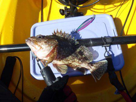 ジギング　ガシラ　