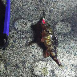 メバリングからのガシリング