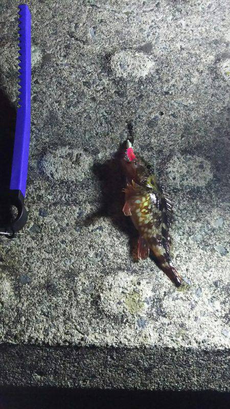 メバリングからのガシリング