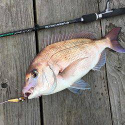 脱走マダイフィーバー