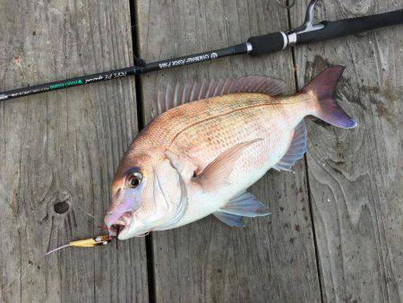 脱走マダイフィーバー