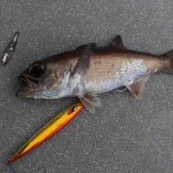 へいみつ丸 釣果
