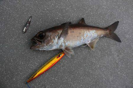 へいみつ丸 釣果