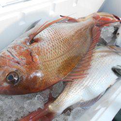 こうゆう丸 釣果