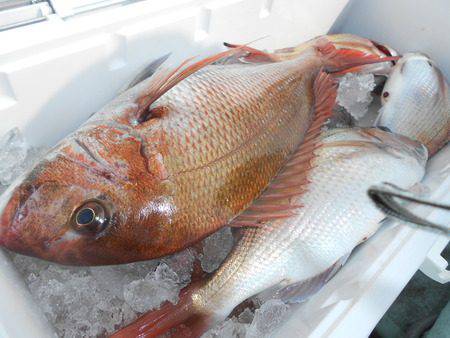 こうゆう丸 釣果