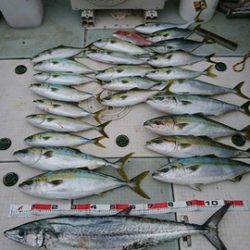 スカイマリン 釣果