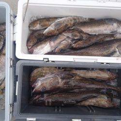 気仙沼 つり丸 釣果