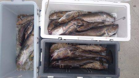 気仙沼　つり丸 釣果