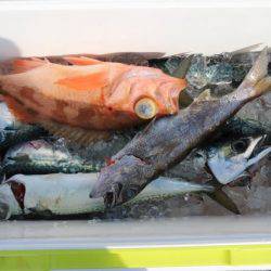 へいみつ丸 釣果