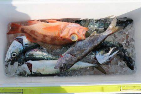 へいみつ丸 釣果