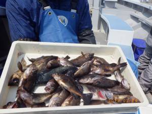 石川丸 釣果