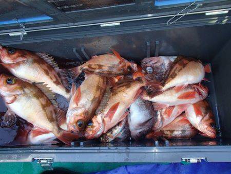 第二むつ漁丸 釣果