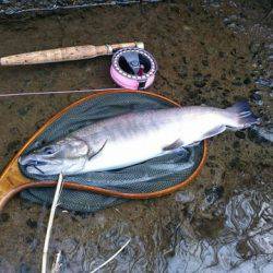 狩野川(狩野川漁業協同組合) 釣果