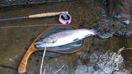 狩野川(狩野川漁業協同組合) 釣果