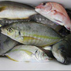 海正丸 釣果