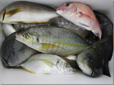 海正丸 釣果