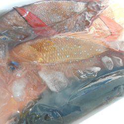 こうゆう丸 釣果