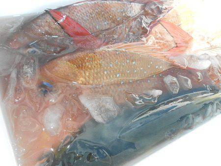 こうゆう丸 釣果