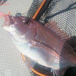 Fisherman Dreams DI 釣果