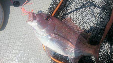 Fisherman Dreams DI 釣果