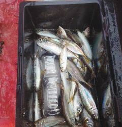 たかはし丸 釣果