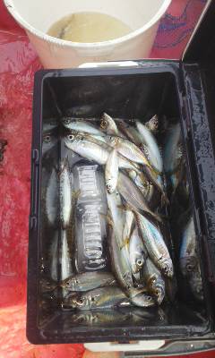 たかはし丸 釣果