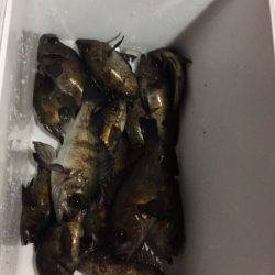 釣り船武蔵 釣果