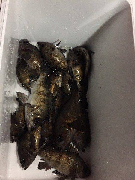 釣り船武蔵 釣果