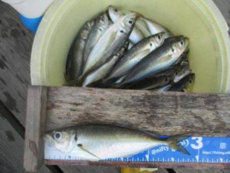 あい川丸 釣果
