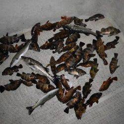 TOPGUN名古屋 釣果