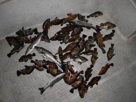 TOPGUN名古屋 釣果