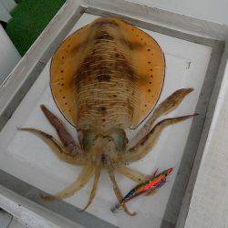 フィッシングボート空風(そらかぜ) 釣果