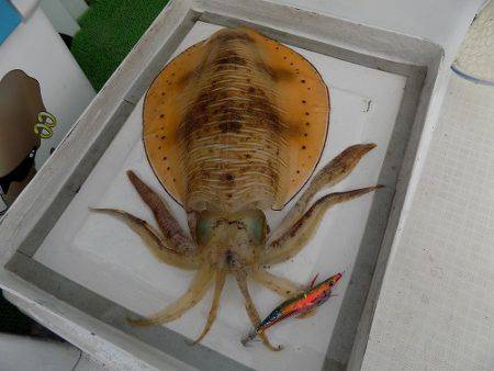 フィッシングボート空風（そらかぜ） 釣果