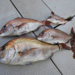 Fisherman Dreams DI 釣果