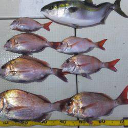 Hit Rush(ヒット ラッシュ) 釣果