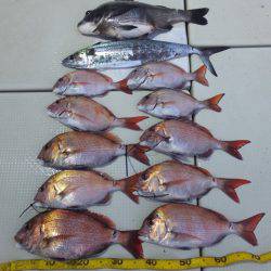 Hit Rush(ヒット ラッシュ） 釣果