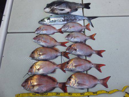 Hit Rush(ヒット ラッシュ） 釣果…