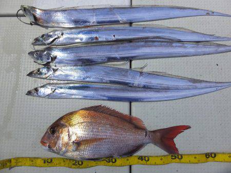 Hit Rush(ヒット ラッシュ） 釣果…