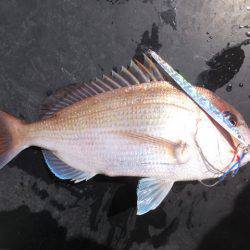 Hit Rush(ヒット ラッシュ) 釣果