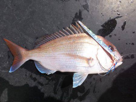 Hit Rush(ヒット ラッシュ) 釣果